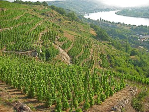 old world vineyard