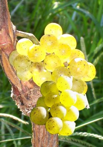 Chardonnay