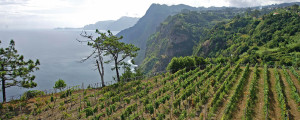 Madeira Vineyard 2