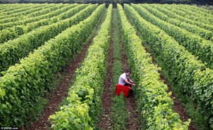 harvest