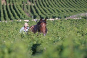 ploughing-horse