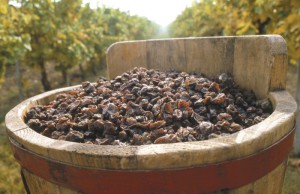 Aszú berries