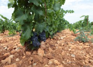 Vineyard-Soil